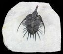 Spiny Psychopyge Trilobite - Short Snout Species #58037-2